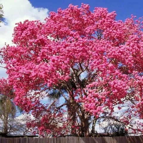 thumbnail for publication: Handroanthus heptaphyllus: Pink Trumpet Tree